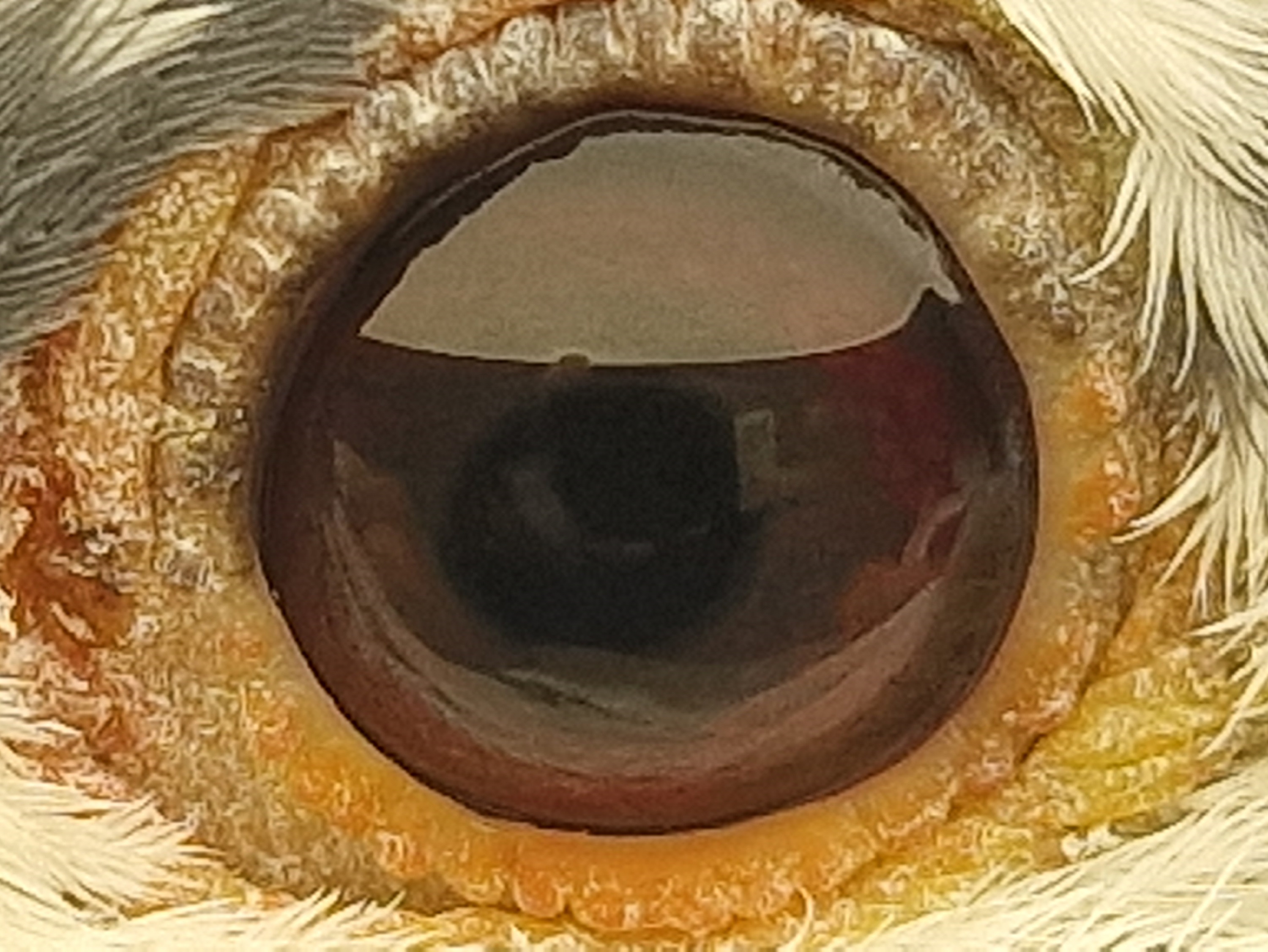 Pigeon eye